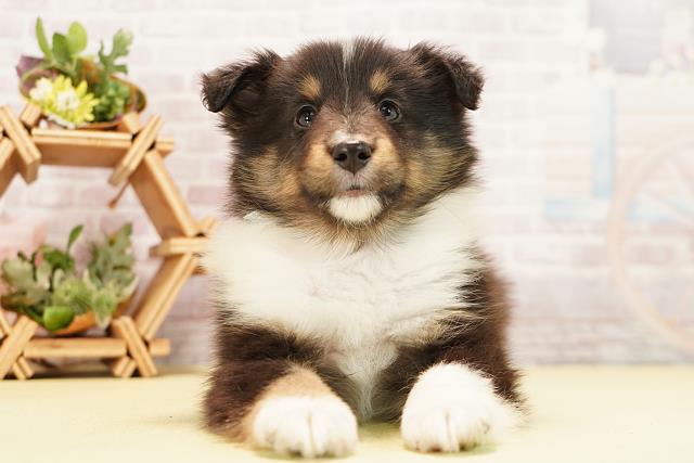 愛知県のシェットランドシープドッグ (Coo&RIKU名古屋中川店/2025年11月30日生まれ/男の子/ブラックホワイトタン)の子犬の1枚目の画像