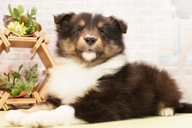 愛知県のシェットランドシープドッグ (Coo&RIKU名古屋中川店/2025年11月30日生まれ/男の子/ブラックホワイトタン)の子犬の3枚目の画像