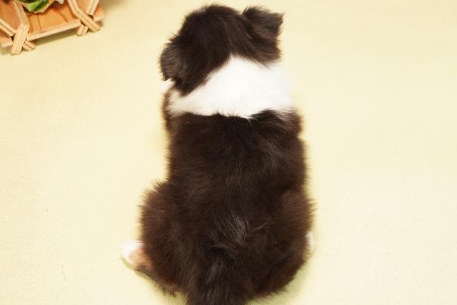 愛知県のシェットランドシープドッグ (Coo&RIKU名古屋中川店/2025年11月30日生まれ/男の子/ブラックホワイトタン)の子犬の4枚目の画像