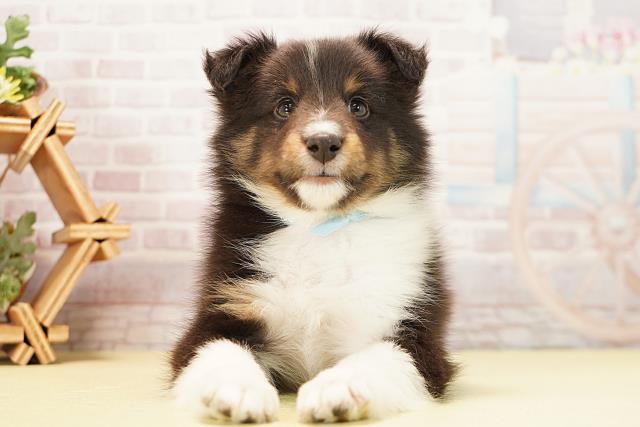 岐阜県のシェットランドシープドッグ (Coo&RIKU岐南店/2025年11月30日生まれ/男の子/ブラックホワイトタン)の子犬の1枚目の画像