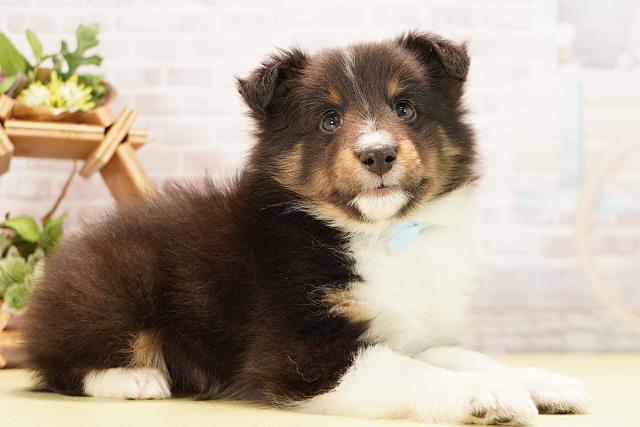 岐阜県のシェットランドシープドッグ (Coo&RIKU岐南店/2025年11月30日生まれ/男の子/ブラックホワイトタン)の子犬の2枚目の画像