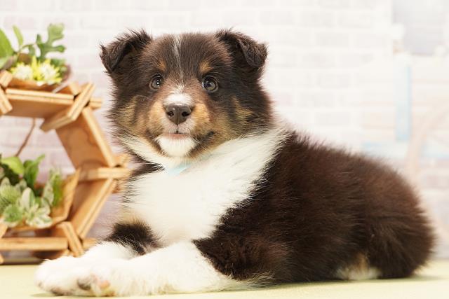 岐阜県のシェットランドシープドッグ (Coo&RIKU岐南店/2025年11月30日生まれ/男の子/ブラックホワイトタン)の子犬の3枚目の画像