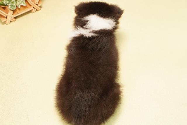 岐阜県のシェットランドシープドッグ (Coo&RIKU岐南店/2025年11月30日生まれ/男の子/ブラックホワイトタン)の子犬の4枚目の画像