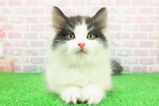 東京都のノルウェージャンフォレストキャット (Coo&RIKU浅草店/2025年11月30日生まれ/男の子/ブラックホワイト)の子猫の1枚目の画像