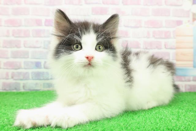 東京都のノルウェージャンフォレストキャット (Coo&RIKU浅草店/2025年11月30日生まれ/男の子/ブラックホワイト)の子猫の2枚目の画像