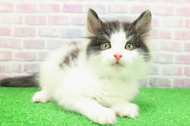 東京都のノルウェージャンフォレストキャット (Coo&RIKU浅草店/2025年11月30日生まれ/男の子/ブラックホワイト)の子猫の3枚目の画像