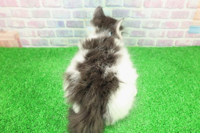 東京都のノルウェージャンフォレストキャット (Coo&RIKU浅草店/2025年11月30日生まれ/男の子/ブラックホワイト)の子猫の4枚目の画像