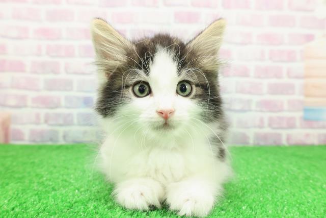 東京都のノルウェージャンフォレストキャット (Coo&RIKU池袋西口店/2025年11月30日生まれ/男の子/ブラウンタビーホワイト)の子猫の1枚目の画像