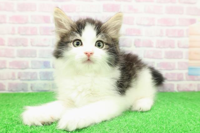 東京都のノルウェージャンフォレストキャット (Coo&RIKU池袋西口店/2025年11月30日生まれ/男の子/ブラウンタビーホワイト)の子猫の2枚目の画像