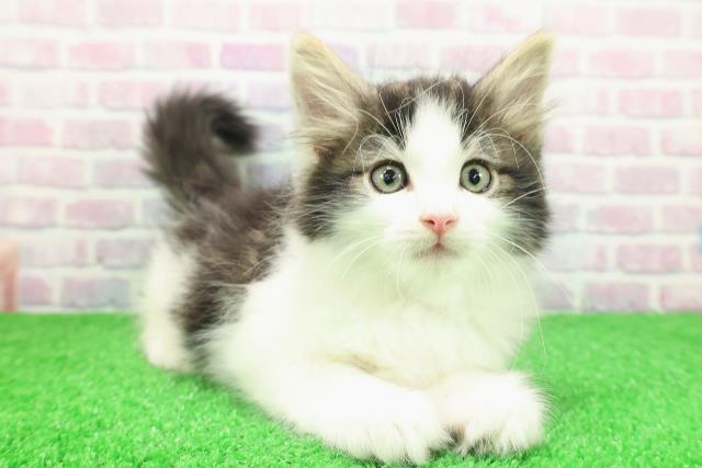 東京都のノルウェージャンフォレストキャット (Coo&RIKU池袋西口店/2025年11月30日生まれ/男の子/ブラウンタビーホワイト)の子猫の3枚目の画像