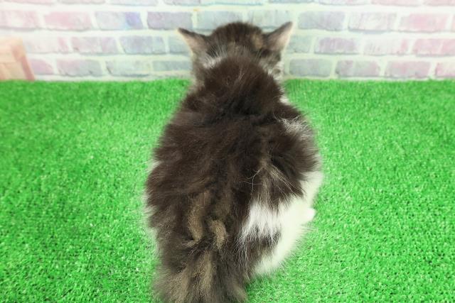 東京都のノルウェージャンフォレストキャット (Coo&RIKU池袋西口店/2025年11月30日生まれ/男の子/ブラウンタビーホワイト)の子猫の4枚目の画像