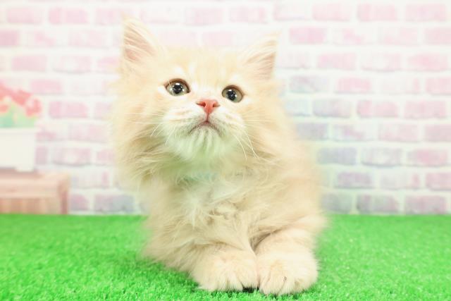 栃木県のサイベリアン (Coo&RIKU宇都宮店/2025年11月15日生まれ/男の子/クリームタビー)の子猫の1枚目の画像