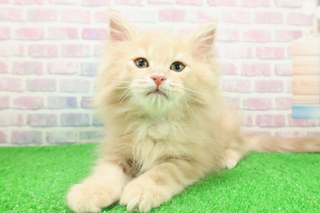 栃木県のサイベリアン (Coo&RIKU宇都宮店/2025年11月15日生まれ/男の子/クリームタビー)の子猫の2枚目の画像