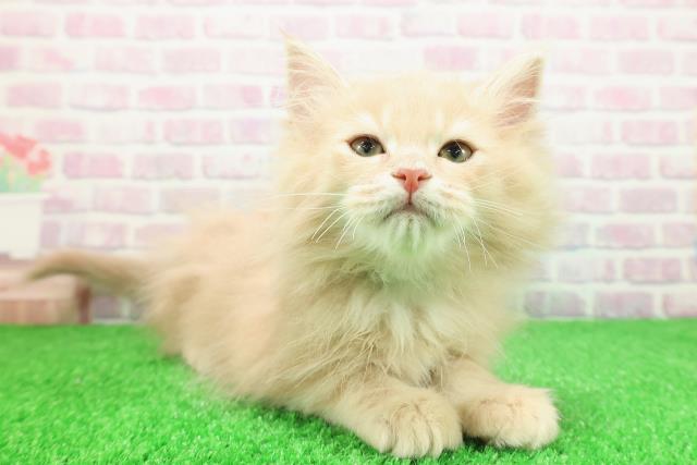 栃木県のサイベリアン (Coo&RIKU宇都宮店/2025年11月15日生まれ/男の子/クリームタビー)の子猫の3枚目の画像