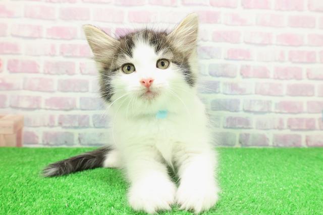 埼玉県のノルウェージャンフォレストキャット (Coo&RIKU岩槻店/2025年11月30日生まれ/男の子/ブラウンタビーホワイト)の子猫の1枚目の画像