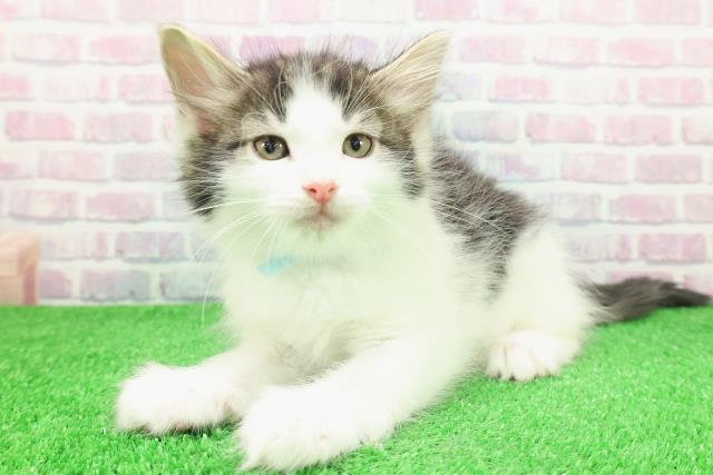 埼玉県のノルウェージャンフォレストキャット (Coo&RIKU岩槻店/2025年11月30日生まれ/男の子/ブラウンタビーホワイト)の子猫の2枚目の画像