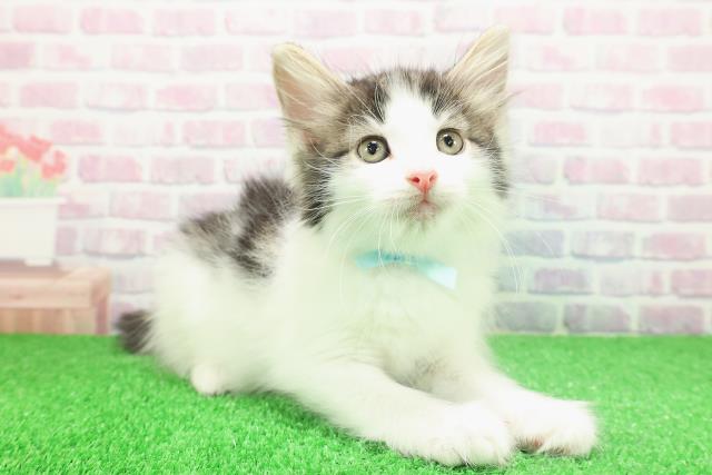 埼玉県のノルウェージャンフォレストキャット (Coo&RIKU岩槻店/2025年11月30日生まれ/男の子/ブラウンタビーホワイト)の子猫の3枚目の画像