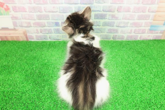 埼玉県のノルウェージャンフォレストキャット (Coo&RIKU岩槻店/2025年11月30日生まれ/男の子/ブラウンタビーホワイト)の子猫の4枚目の画像