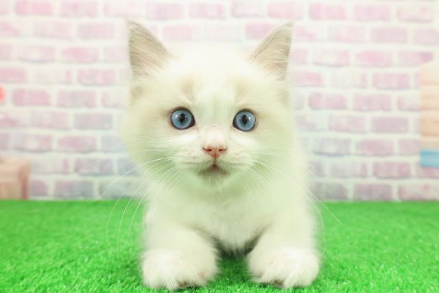 埼玉県のラグドール (Coo&RIKU岩槻店/2025年11月29日生まれ/男の子/ブルーポイントバイカラー)の子猫の1枚目の画像