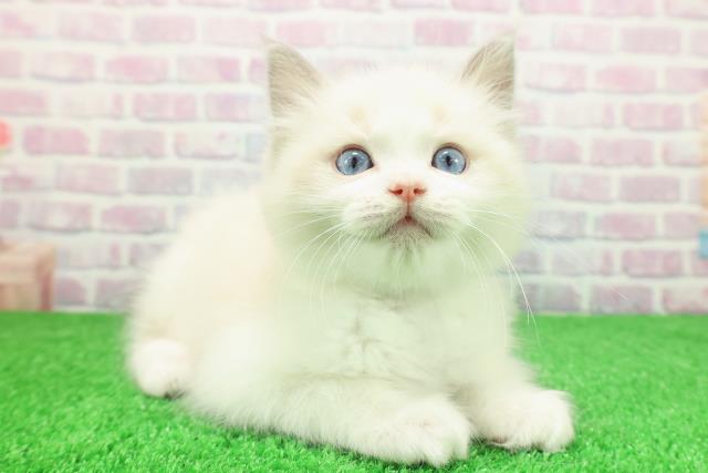 埼玉県のラグドール (Coo&RIKU岩槻店/2025年11月29日生まれ/男の子/ブルーポイントバイカラー)の子猫の3枚目の画像