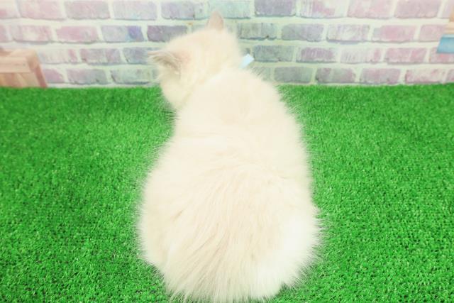 埼玉県のラグドール (Coo&RIKU岩槻店/2025年11月29日生まれ/男の子/ブルーポイントバイカラー)の子猫の4枚目の画像