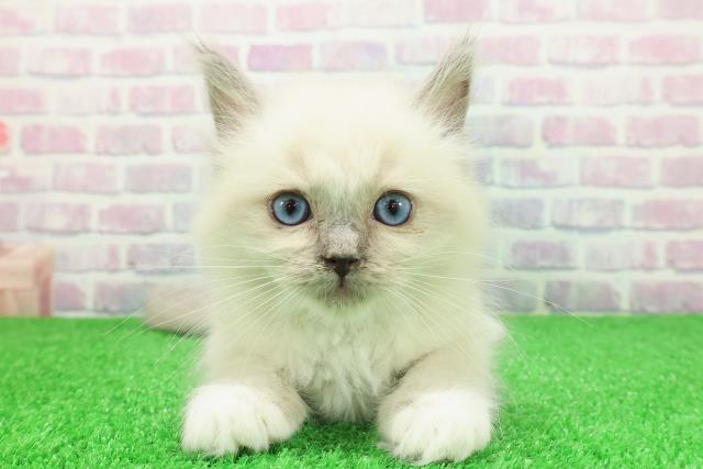 千葉県のラグドール (Coo&RIKUアクロスモール新鎌ケ谷店/2025年11月29日生まれ/男の子/ブルーポイントミテッド)の子猫の1枚目の画像