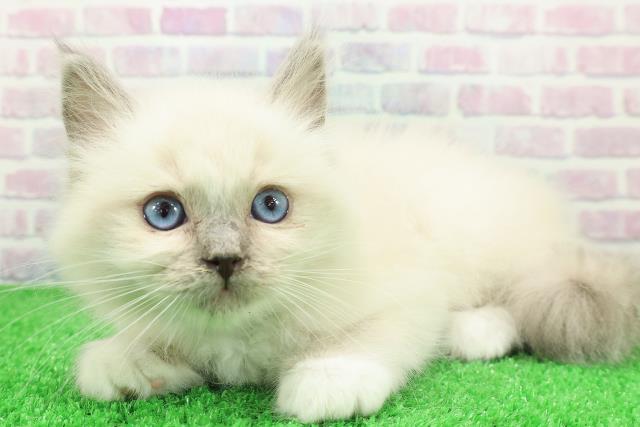 千葉県のラグドール (Coo&RIKUアクロスモール新鎌ケ谷店/2025年11月29日生まれ/男の子/ブルーポイントミテッド)の子猫の2枚目の画像