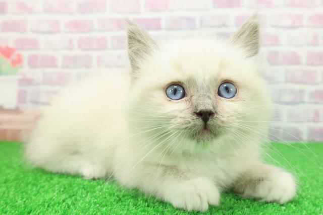 千葉県のラグドール (Coo&RIKUアクロスモール新鎌ケ谷店/2025年11月29日生まれ/男の子/ブルーポイントミテッド)の子猫の3枚目の画像