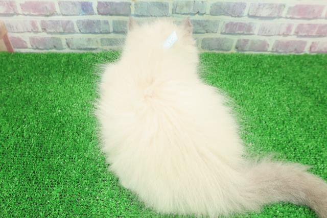 千葉県のラグドール (Coo&RIKUアクロスモール新鎌ケ谷店/2025年11月29日生まれ/男の子/ブルーポイントミテッド)の子猫の4枚目の画像