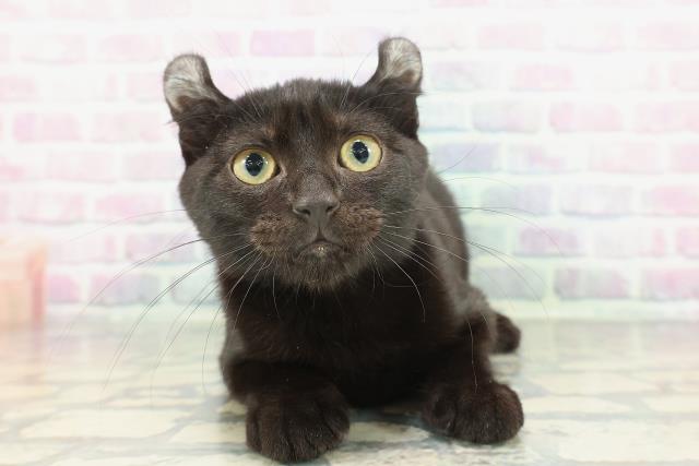 神奈川県のアメリカンカール (Coo&RIKU横須賀店/2025年11月26日生まれ/女の子/ブラック)の子猫