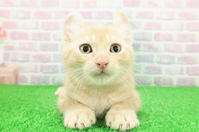千葉県のアメリカンカール (Coo&RIKUアクロスモール新鎌ケ谷店/2025年11月26日生まれ/男の子/クリームタビー)の子猫の1枚目の画像