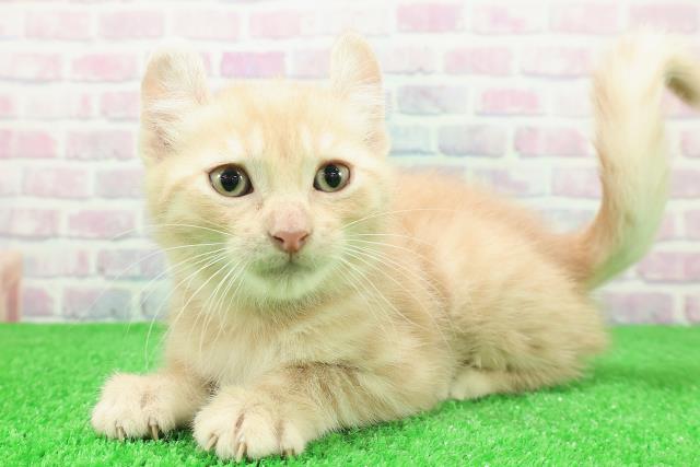 千葉県のアメリカンカール (Coo&RIKUアクロスモール新鎌ケ谷店/2025年11月26日生まれ/男の子/クリームタビー)の子猫の2枚目の画像