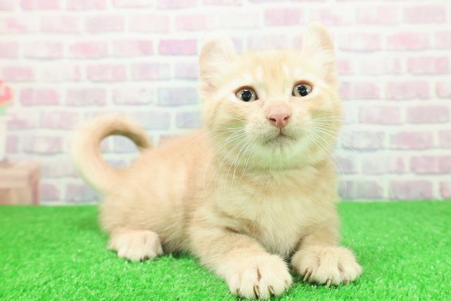 千葉県のアメリカンカール (Coo&RIKUアクロスモール新鎌ケ谷店/2025年11月26日生まれ/男の子/クリームタビー)の子猫の3枚目の画像