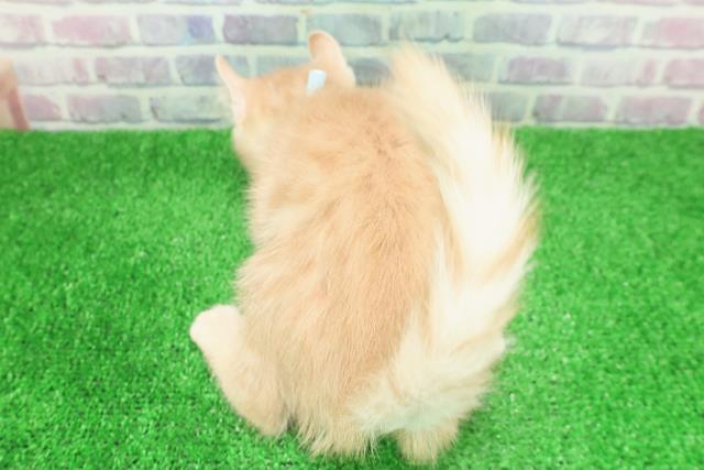 千葉県のアメリカンカール (Coo&RIKUアクロスモール新鎌ケ谷店/2025年11月26日生まれ/男の子/クリームタビー)の子猫の4枚目の画像