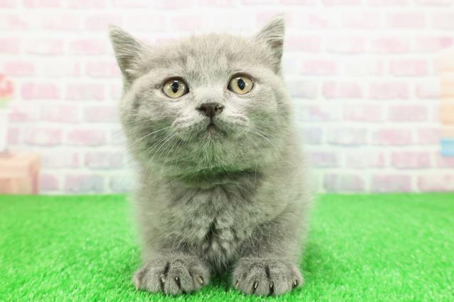 千葉県のマンチカン (Coo&RIKUアクロスモール新鎌ケ谷店/2025年11月30日生まれ/男の子/ブルー)の子猫の1枚目の画像