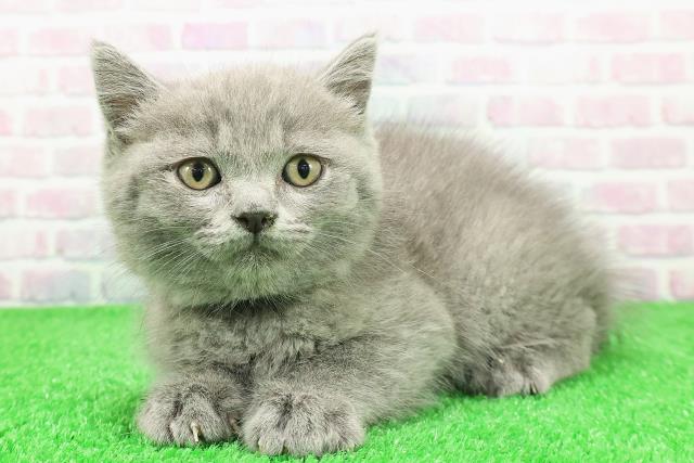 千葉県のマンチカン (Coo&RIKUアクロスモール新鎌ケ谷店/2025年11月30日生まれ/男の子/ブルー)の子猫の2枚目の画像