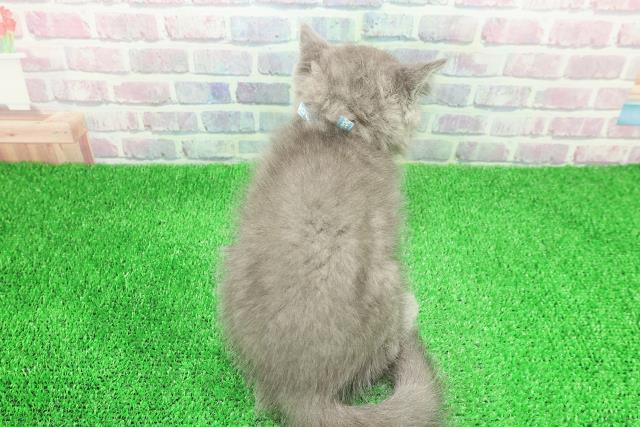 千葉県のマンチカン (Coo&RIKUアクロスモール新鎌ケ谷店/2025年11月30日生まれ/男の子/ブルー)の子猫の4枚目の画像