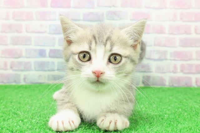 長野県のマンチカン (Coo&RIKU松本店/2025年11月30日生まれ/女の子/ブルータビーホワイト)の子猫