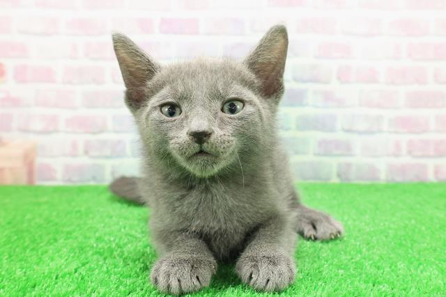 東京都のロシアンブルー (Coo&RIKU秋葉原店/2025年11月29日生まれ/男の子/ブルー)の子猫の1枚目の画像