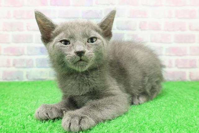 東京都のロシアンブルー (Coo&RIKU秋葉原店/2025年11月29日生まれ/男の子/ブルー)の子猫の2枚目の画像