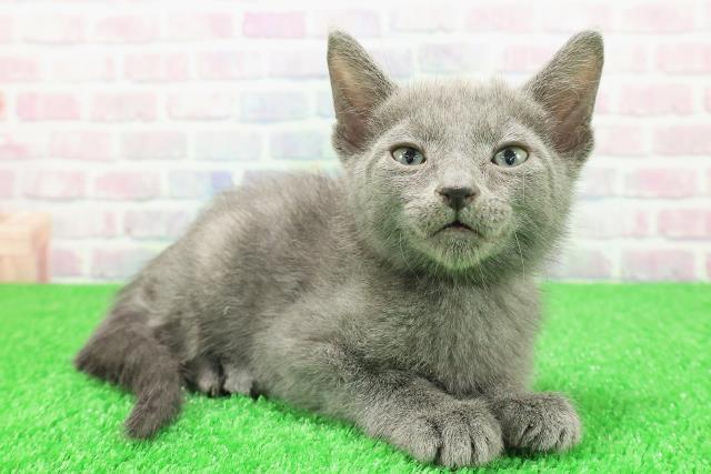 東京都のロシアンブルー (Coo&RIKU秋葉原店/2025年11月29日生まれ/男の子/ブルー)の子猫の3枚目の画像