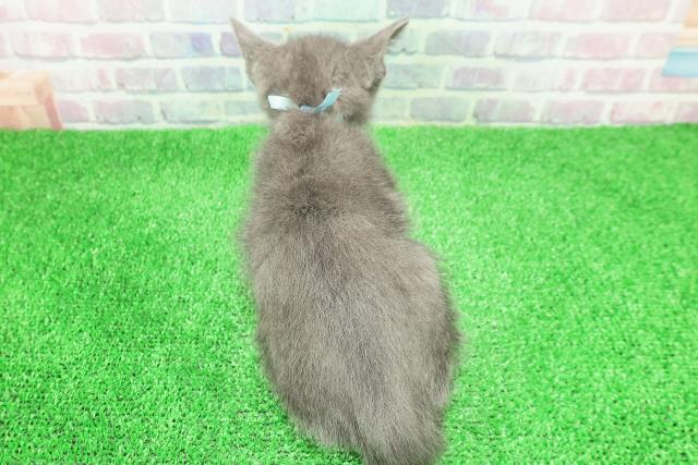 東京都のロシアンブルー (Coo&RIKU秋葉原店/2025年11月29日生まれ/男の子/ブルー)の子猫の4枚目の画像