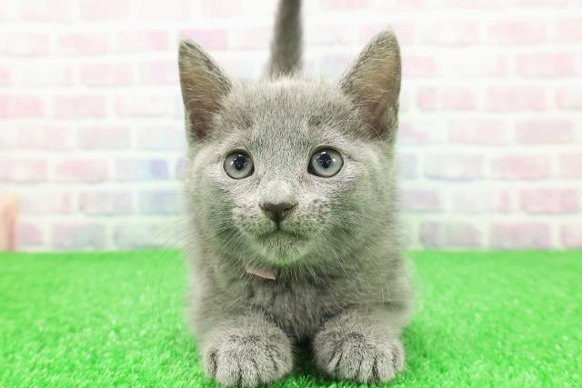 東京都のロシアンブルー (Coo&RIKU浅草店/2025年11月29日生まれ/女の子/ブルー)の子猫の1枚目の画像