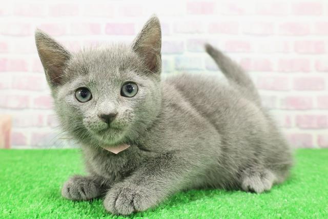 東京都のロシアンブルー (Coo&RIKU浅草店/2025年11月29日生まれ/女の子/ブルー)の子猫の2枚目の画像