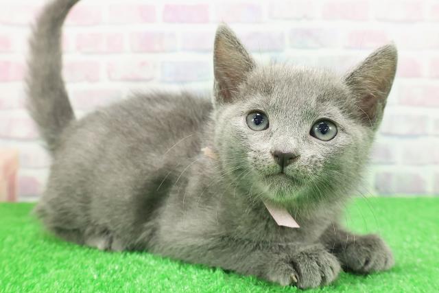 東京都のロシアンブルー (Coo&RIKU浅草店/2025年11月29日生まれ/女の子/ブルー)の子猫の3枚目の画像