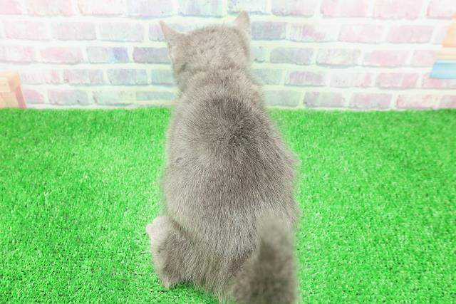 東京都のロシアンブルー (Coo&RIKU浅草店/2025年11月29日生まれ/女の子/ブルー)の子猫の4枚目の画像
