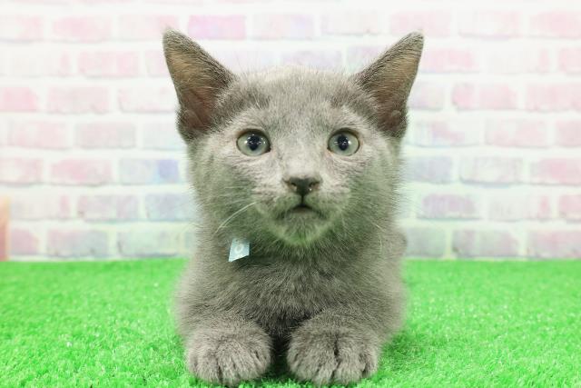 埼玉県のロシアンブルー (Coo&RIKU岩槻店/2025年11月29日生まれ/男の子/ブルー)の子猫の1枚目の画像