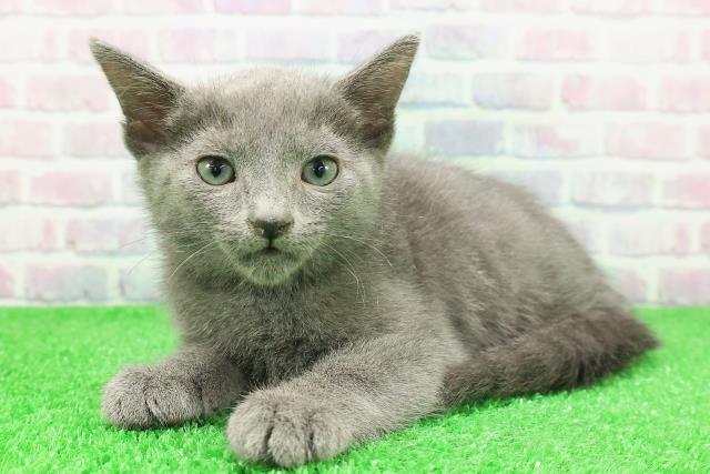 埼玉県のロシアンブルー (Coo&RIKU岩槻店/2025年11月29日生まれ/男の子/ブルー)の子猫の2枚目の画像