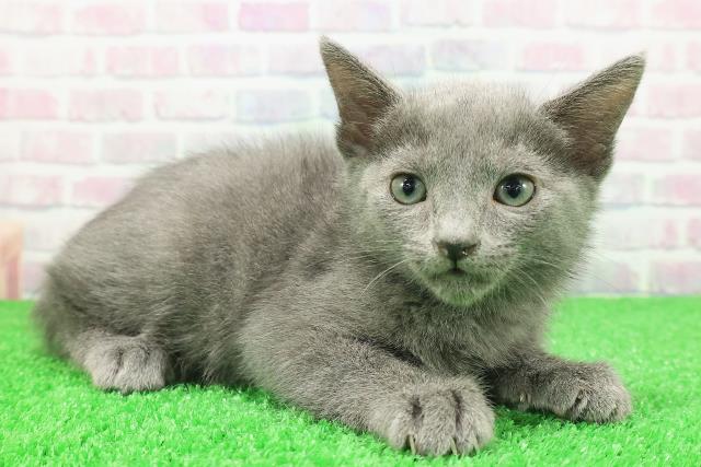 埼玉県のロシアンブルー (Coo&RIKU岩槻店/2025年11月29日生まれ/男の子/ブルー)の子猫の3枚目の画像