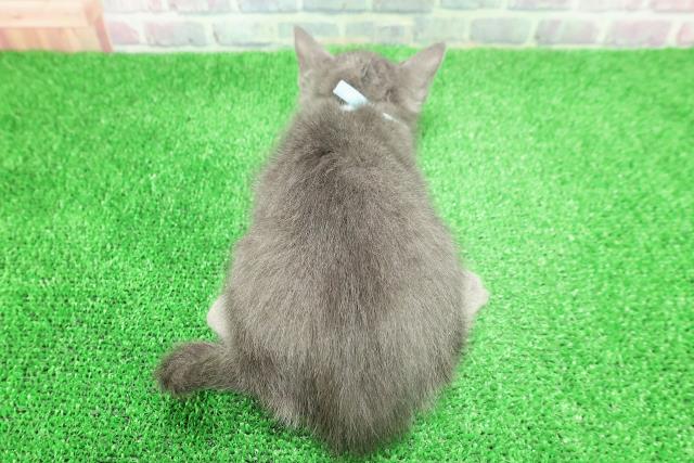 埼玉県のロシアンブルー (Coo&RIKU岩槻店/2025年11月29日生まれ/男の子/ブルー)の子猫の4枚目の画像